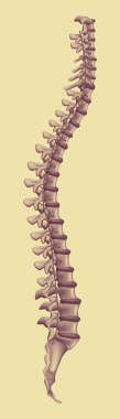 Imag of spine