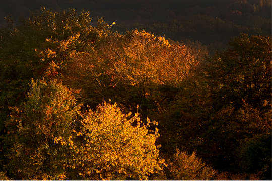 Image forest in autumn